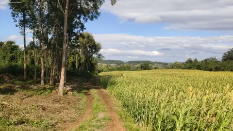 Chácara para Venda, Maravilha / SC, bairro Linha Sanga Silva, área total 50.000 m²